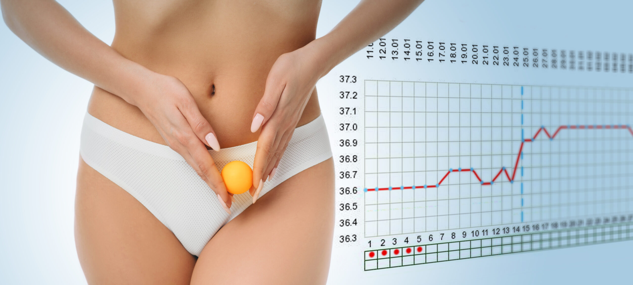 woman showing ovulation process holding near ovary ball like ovum. on the background basal body temperature chart