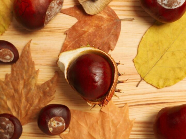 Co można zrobić z kasztanów – jesienne prace plastyczne