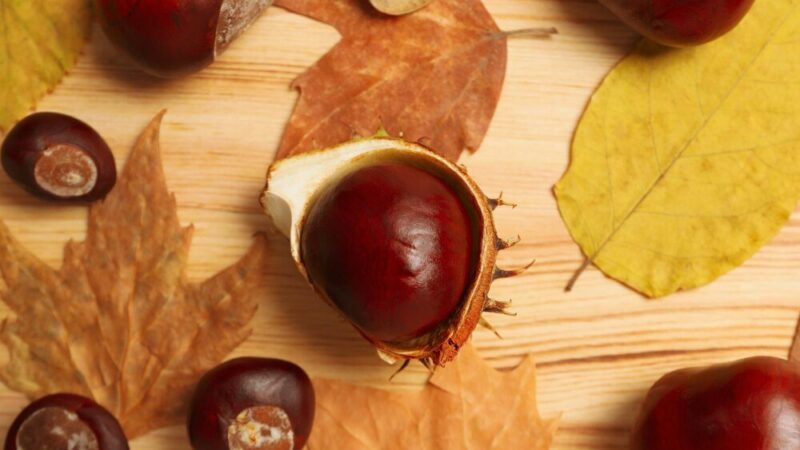 Co można zrobić z kasztanów – jesienne prace plastyczne